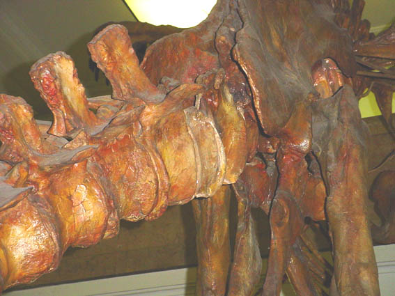 DINOTAIL2.JPG - 57,789BYTES