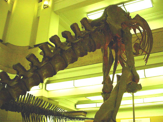 DINOTAIL3.JPG - 60,430BYTES