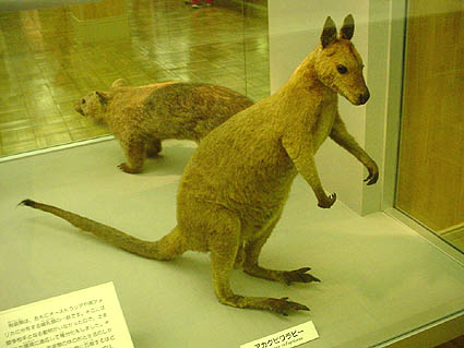 KANGAROO3.JPG - 32,203BYTES