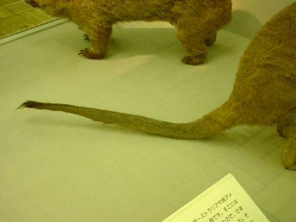KANGAROO4.JPG - 20,393BYTES