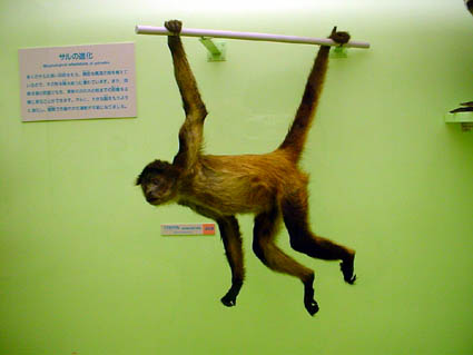 MONKEY1.JPG - 22,179BYTES