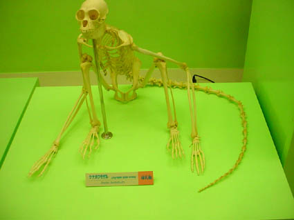 MONKEY2.JPG - 20,152BYTES