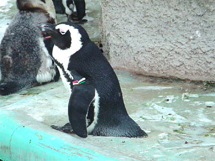 PENGUIN.JPG - 42,660BYTES