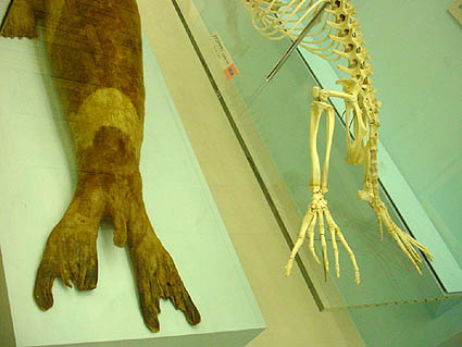 SEALION.JPG - 32,881BYTES