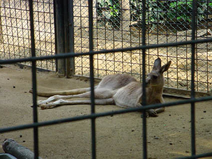 UENOKANGAROO1.JPG - 52,132BYTES