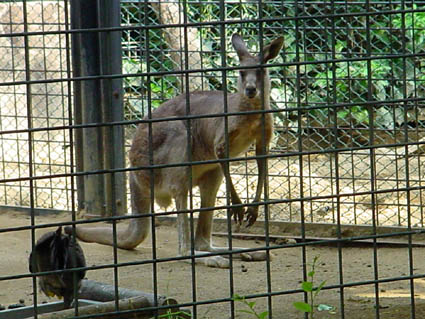 UENOKANGAROO2.JPG - 58,750BYTES