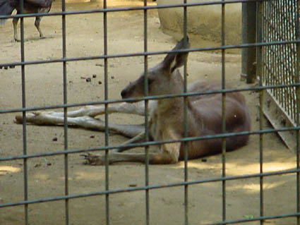 UENOKANGAROO4.JPG - 34,604BYTES