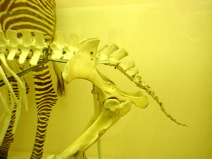 ZEBRA.JPG - 33,584BYTES
